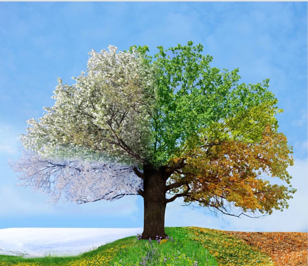 Temporadas y cambios: confiando en Dios en cada etapa